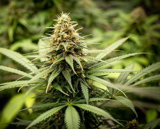 Hybrid strain
