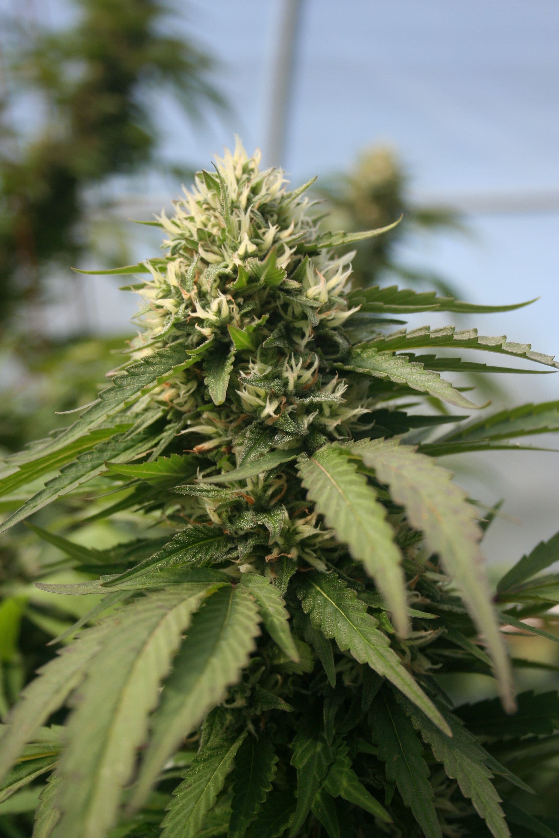 Indica strain