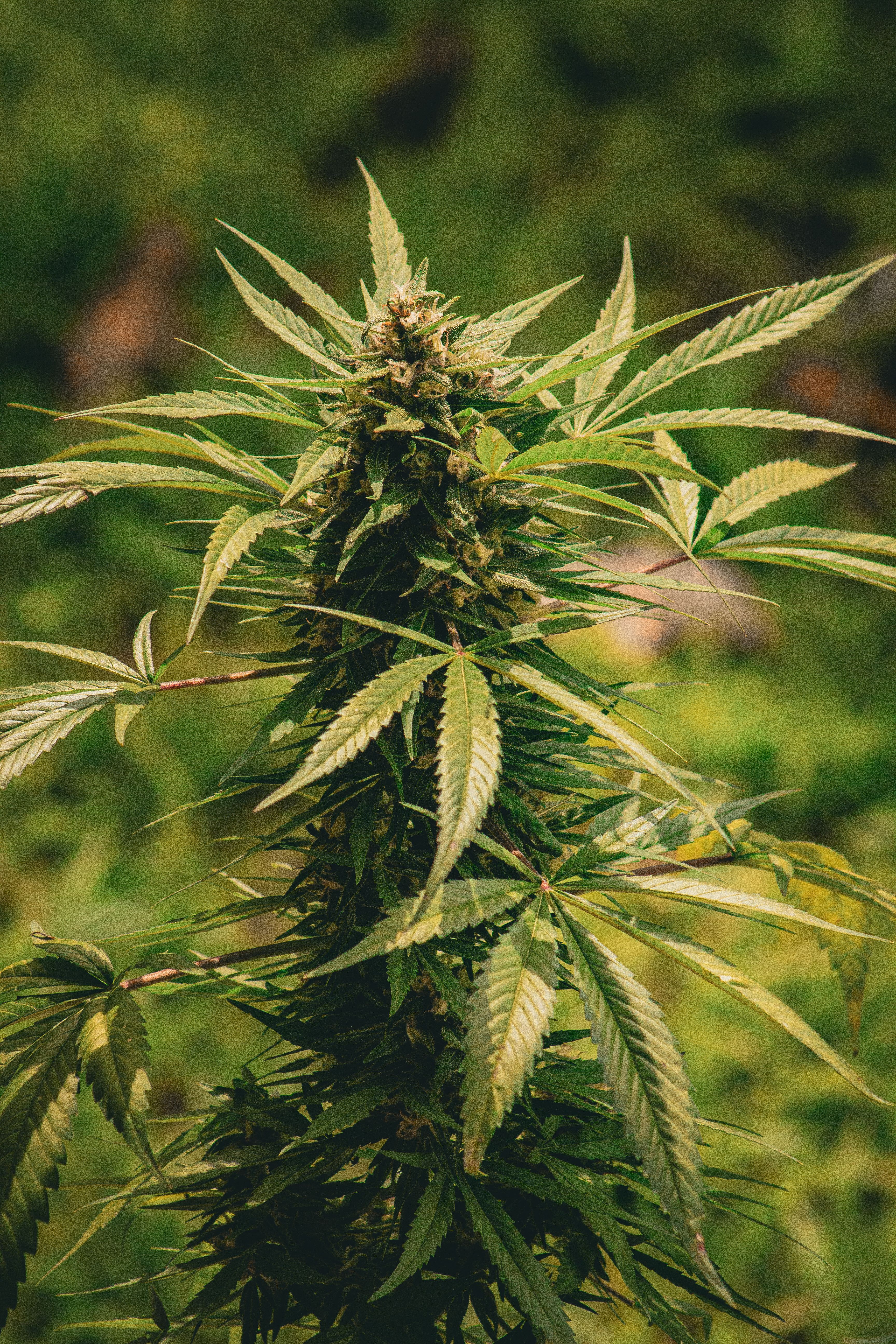 Sativa strain